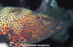 Plectropomus pessuliferus (Roving coral grouper), Egyptia... by Emanuel Gonçalves 